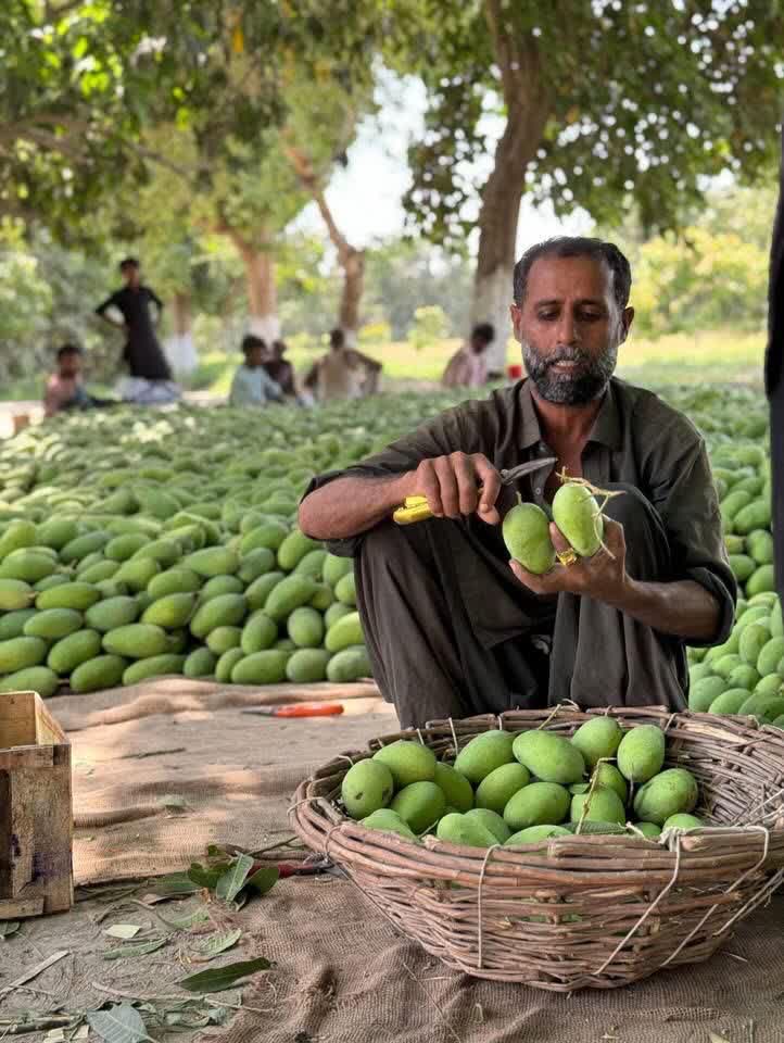 Mango